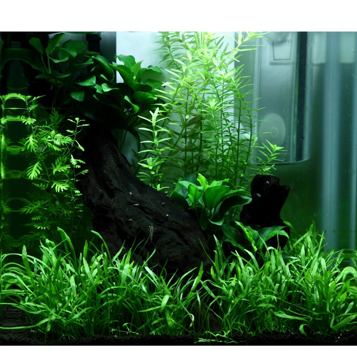 Tropica Akvarieplante i potte Anubias sp. Petite